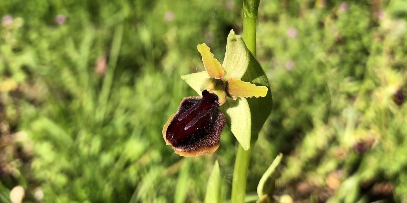 Ophrys de la passion